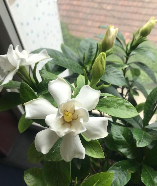 想让栀子花开花爆盆，得做好这三点，做好了轻松就能开爆盆