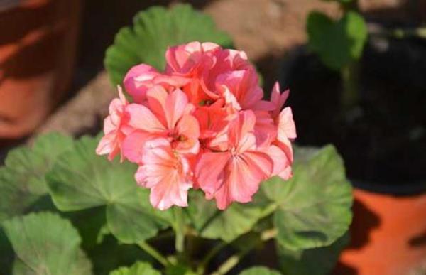 天竺葵开败了，还有“种子”要留好，找个时机种出一盆花