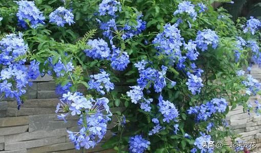 春天扦插花卉选它，枝叶丢土里就能活，生根快开花多，值得拥有！