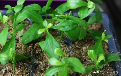 春天扦插花卉选它，枝叶丢土里就能活，生根快开花多，值得拥有！