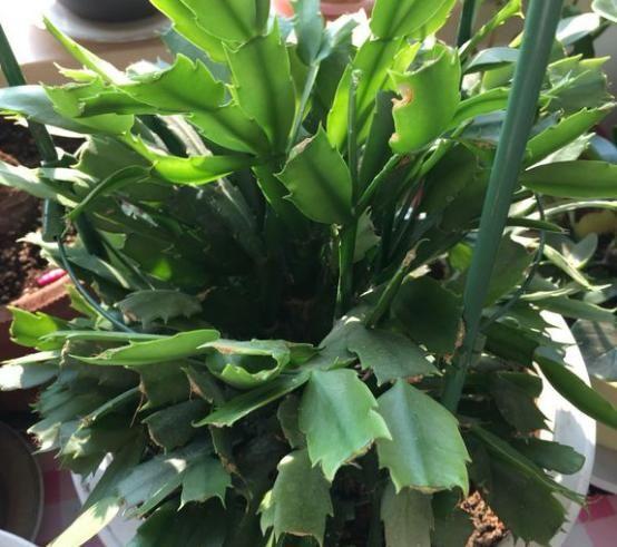 花败后或轻修或重剪，剪掉残花留花枝，一月后还能再开花