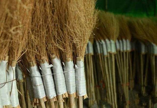 浑身是宝的地肤