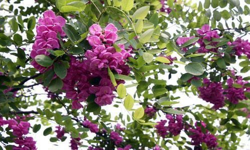 香花槐具有很高的观赏价值环保价值和经济价值，花红紫色