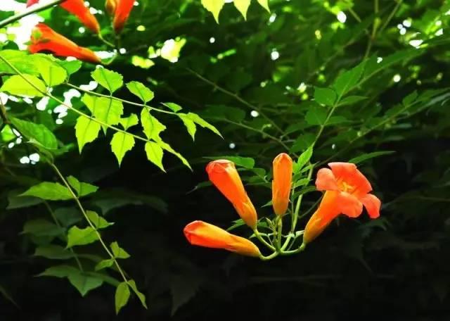 凌霄翠叶团团如盖，花大色艳，繁花艳彩