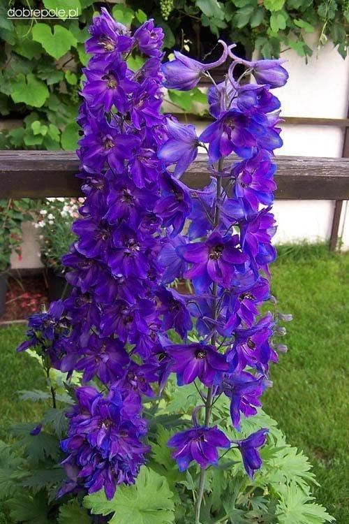 飞燕草花形别致，色彩淡雅，萼片紫色、粉红色或白色