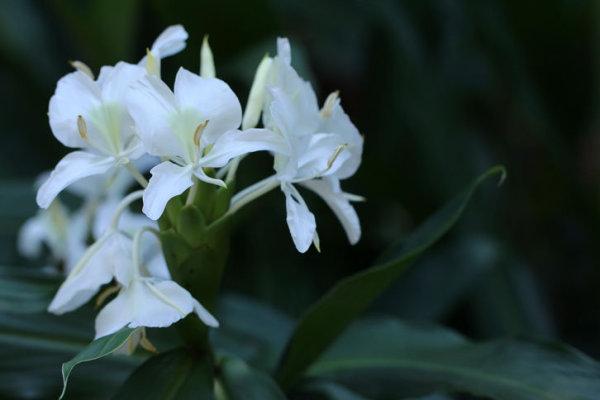 野姜花喜生于低海拔山地、平野的水岸边，花朵清新素雅，香味芬芳