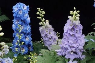 飞燕草花形别致，色彩淡雅，萼片紫色、粉红色或白色