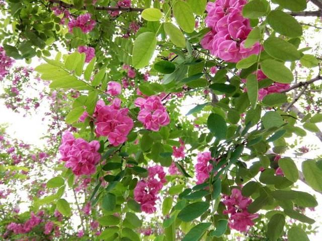 香花槐具有很高的观赏价值环保价值和经济价值，花红紫色