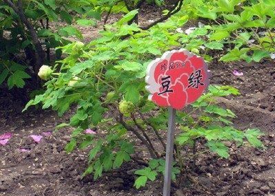 牡丹豆绿，此花为世间稀有名贵品种，花黄绿色