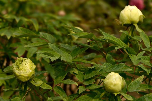 牡丹豆绿，此花为世间稀有名贵品种，花黄绿色