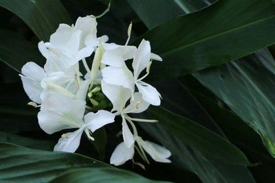 野姜花喜生于低海拔山地、平野的水岸边，花朵清新素雅，香味芬芳