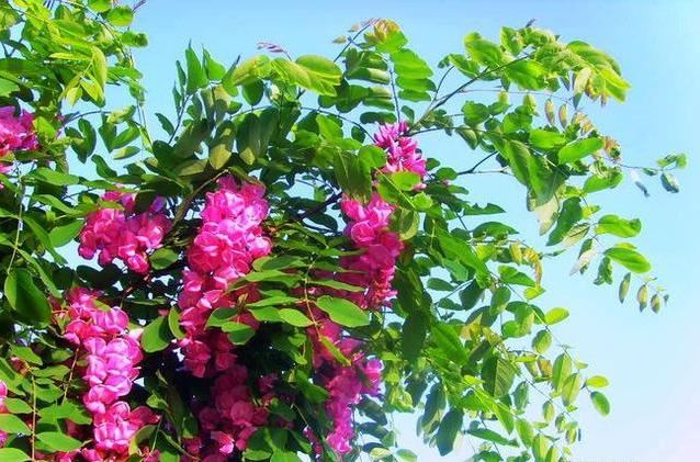 香花槐具有很高的观赏价值环保价值和经济价值，花红紫色