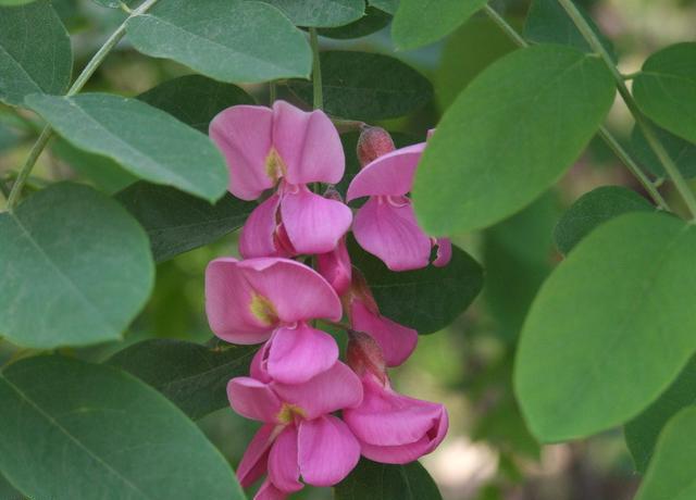 香花槐具有很高的观赏价值环保价值和经济价值，花红紫色
