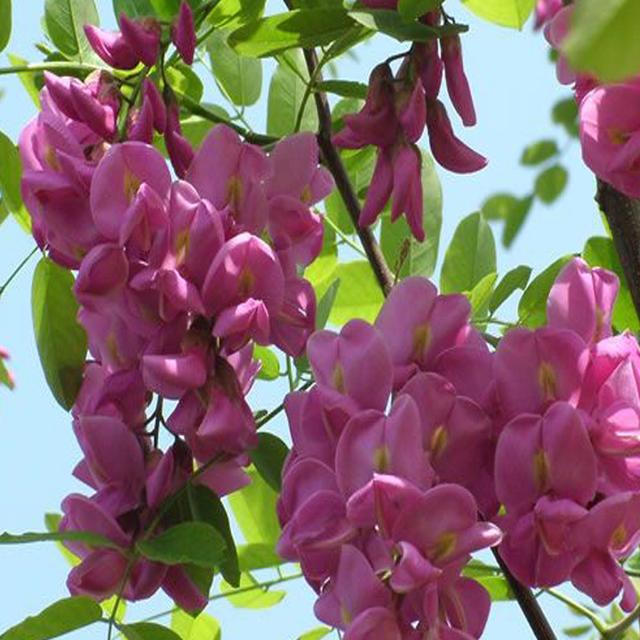 香花槐具有很高的观赏价值环保价值和经济价值，花红紫色