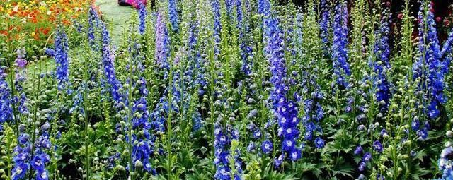 飞燕草花形别致，色彩淡雅，萼片紫色、粉红色或白色