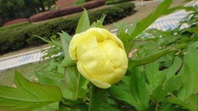 牡丹豆绿，此花为世间稀有名贵品种，花黄绿色