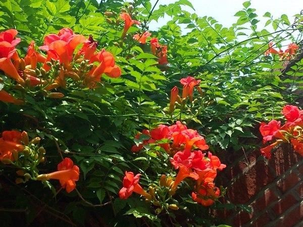 凌霄翠叶团团如盖，花大色艳，繁花艳彩