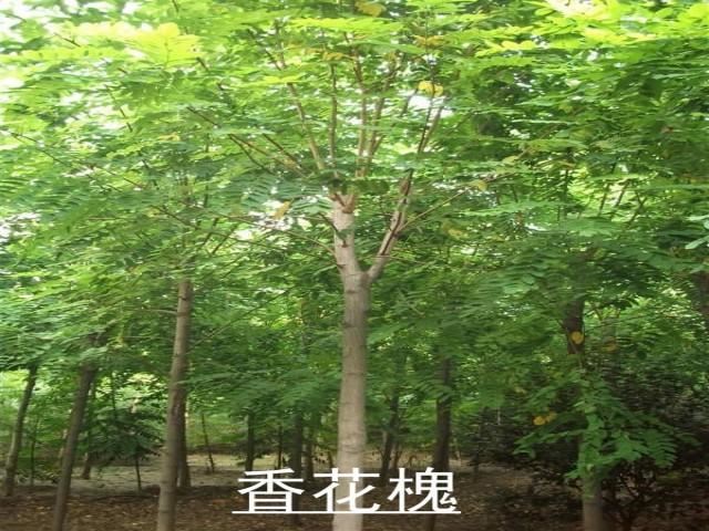 香花槐具有很高的观赏价值环保价值和经济价值，花红紫色