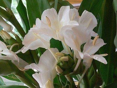 野姜花喜生于低海拔山地、平野的水岸边，花朵清新素雅，香味芬芳