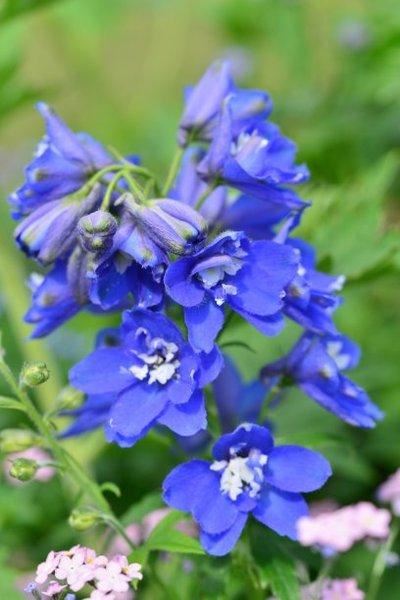 飞燕草花形别致，色彩淡雅，萼片紫色、粉红色或白色