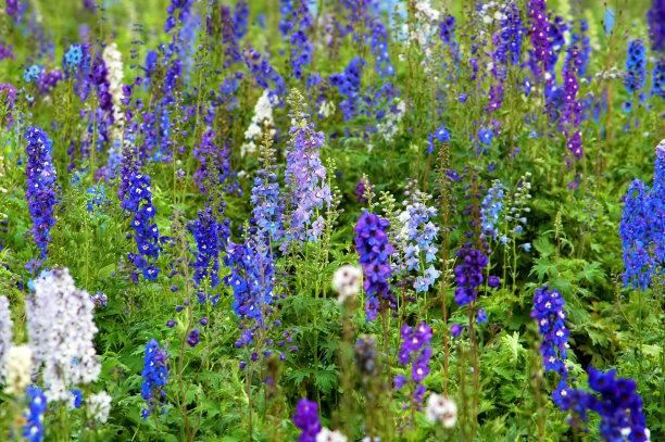 飞燕草花形别致，色彩淡雅，萼片紫色、粉红色或白色