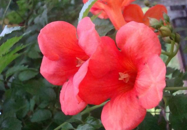 凌霄翠叶团团如盖，花大色艳，繁花艳彩