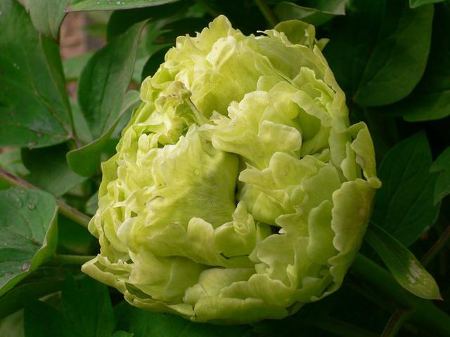 牡丹豆绿，此花为世间稀有名贵品种，花黄绿色