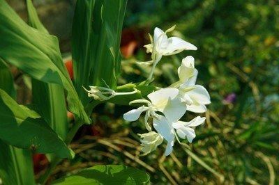 野姜花喜生于低海拔山地、平野的水岸边，花朵清新素雅，香味芬芳