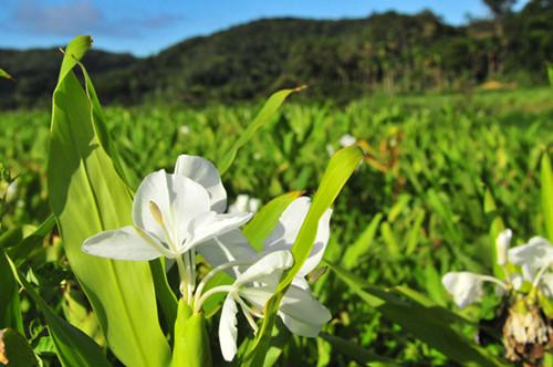 野姜花喜生于低海拔山地、平野的水岸边，花朵清新素雅，香味芬芳
