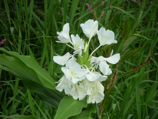野姜花喜生于低海拔山地、平野的水岸边，花朵清新素雅，香味芬芳