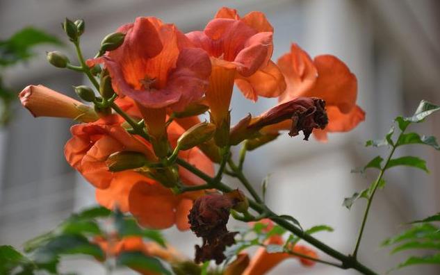 凌霄翠叶团团如盖，花大色艳，繁花艳彩