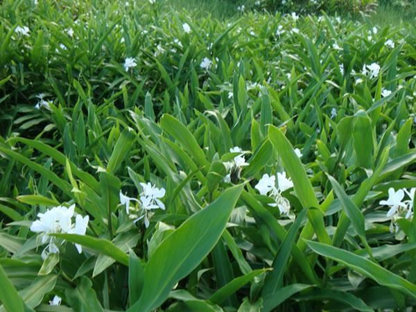 野姜花喜生于低海拔山地、平野的水岸边，花朵清新素雅，香味芬芳