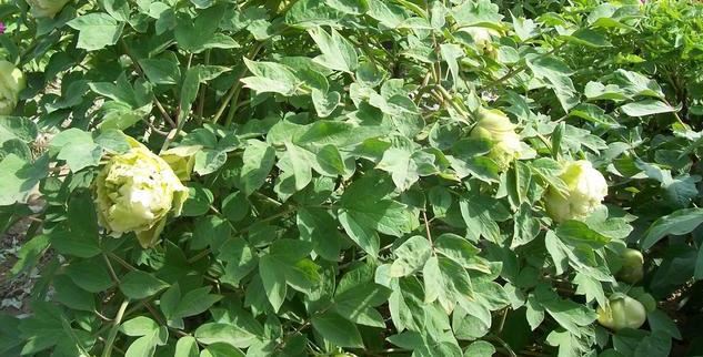 牡丹豆绿，此花为世间稀有名贵品种，花黄绿色