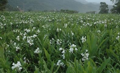 野姜花喜生于低海拔山地、平野的水岸边，花朵清新素雅，香味芬芳