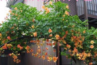 凌霄翠叶团团如盖，花大色艳，繁花艳彩