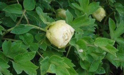 牡丹豆绿，此花为世间稀有名贵品种，花黄绿色