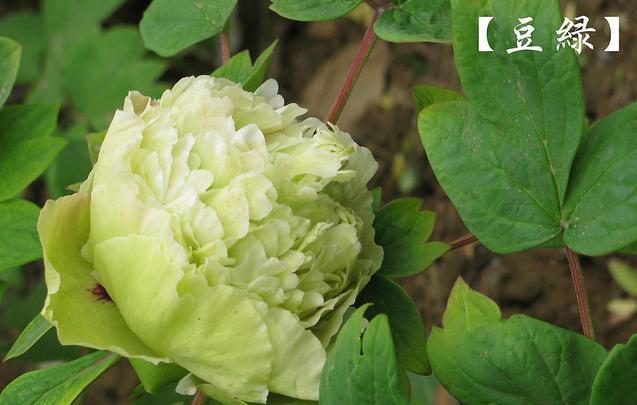 牡丹豆绿，此花为世间稀有名贵品种，花黄绿色