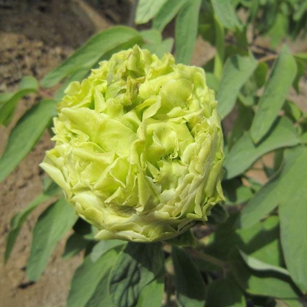 牡丹豆绿，此花为世间稀有名贵品种，花黄绿色