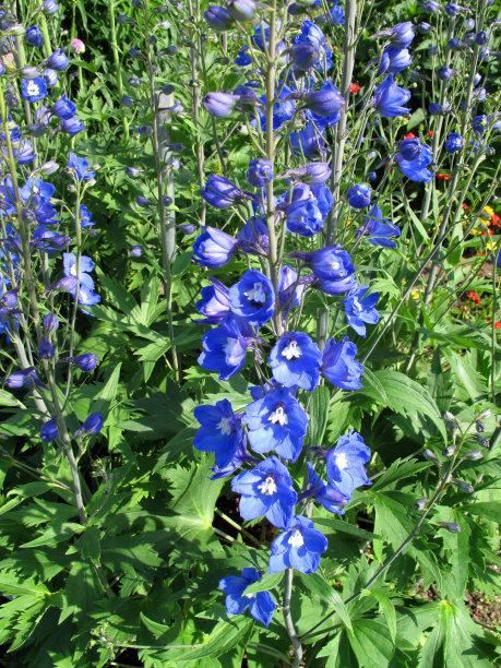 飞燕草花形别致，色彩淡雅，萼片紫色、粉红色或白色