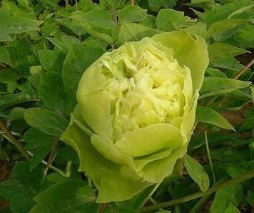 牡丹豆绿，此花为世间稀有名贵品种，花黄绿色