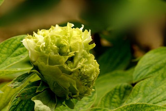 牡丹豆绿，此花为世间稀有名贵品种，花黄绿色