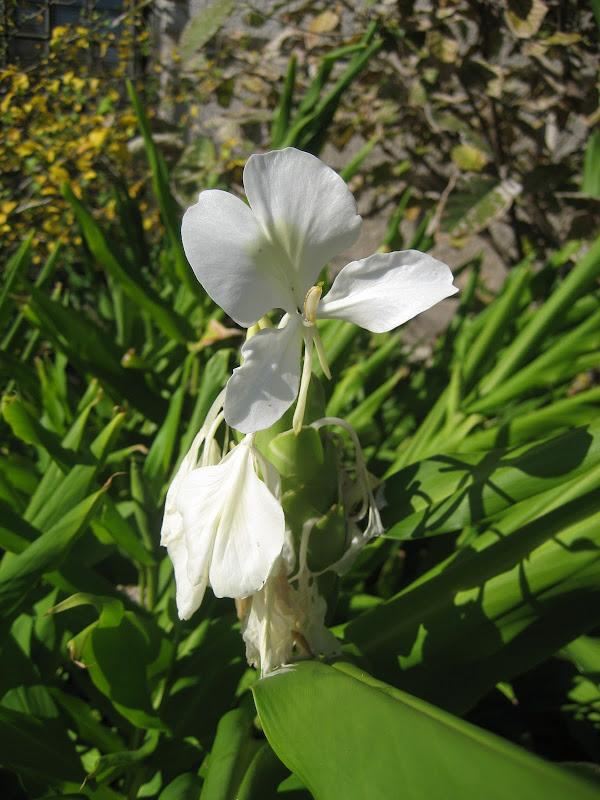 野姜花喜生于低海拔山地、平野的水岸边，花朵清新素雅，香味芬芳