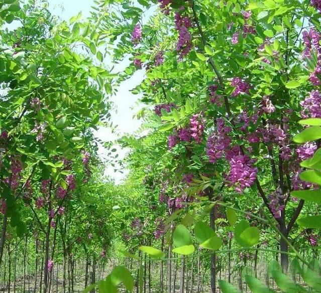 香花槐具有很高的观赏价值环保价值和经济价值，花红紫色