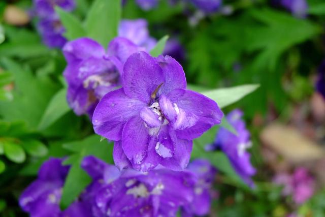 飞燕草花形别致，色彩淡雅，萼片紫色、粉红色或白色
