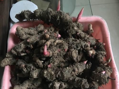 野姜花喜生于低海拔山地、平野的水岸边，花朵清新素雅，香味芬芳