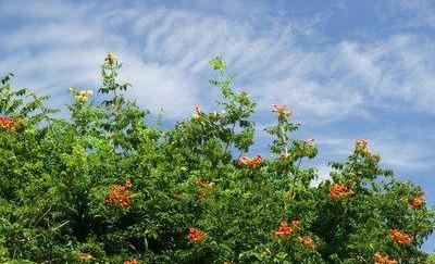 凌霄翠叶团团如盖，花大色艳，繁花艳彩