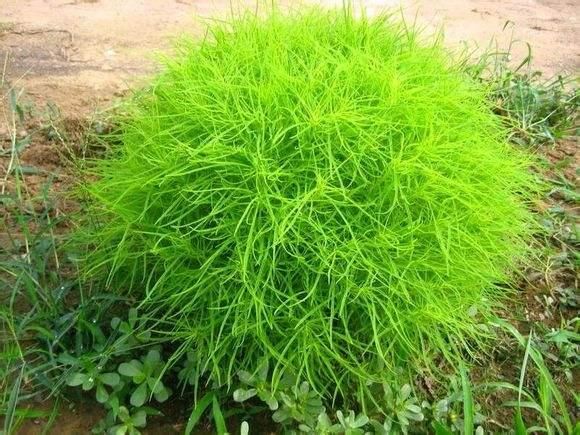 浑身是宝的地肤