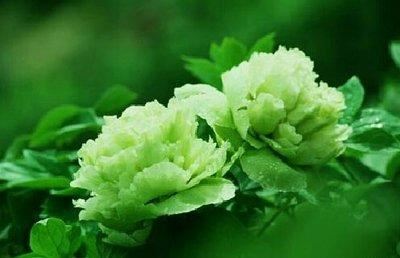 牡丹豆绿，此花为世间稀有名贵品种，花黄绿色