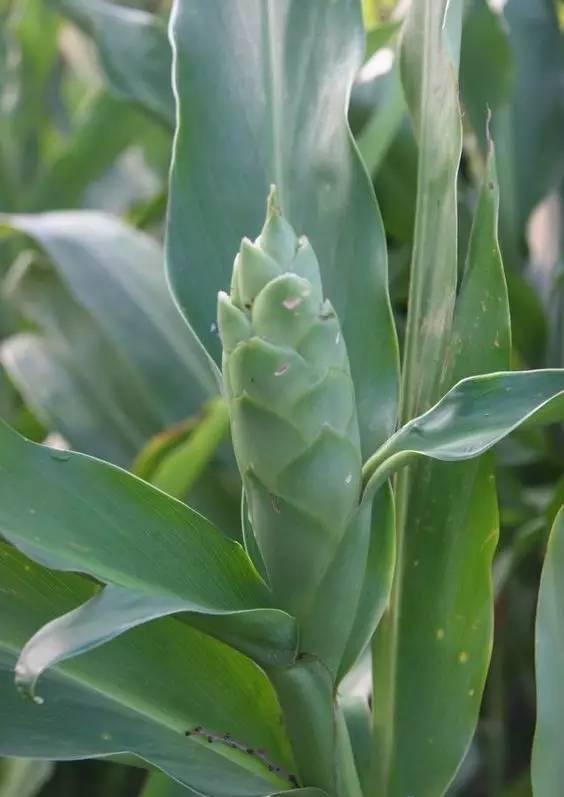 野姜花喜生于低海拔山地、平野的水岸边，花朵清新素雅，香味芬芳
