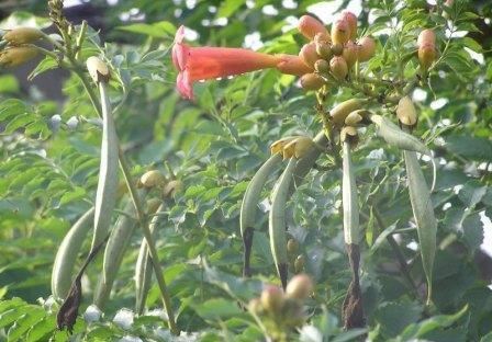 凌霄翠叶团团如盖，花大色艳，繁花艳彩